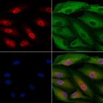 IMPDH1 Antibody in Immunocytochemistry (ICC/IF)