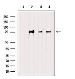 INTS10 Antibody in Western Blot (WB)