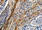 MFAP4 Antibody in Immunohistochemistry (Paraffin) (IHC (P))