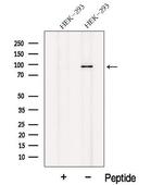 NELL1 Antibody in Western Blot (WB)