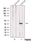 PRRT1 Antibody in Western Blot (WB)