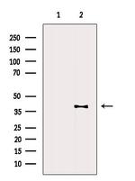 PRRT1 Antibody in Western Blot (WB)