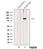 PTPRS Antibody in Western Blot (WB)