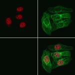 RABL3 Antibody in Immunocytochemistry (ICC/IF)