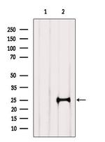 RABL3 Antibody in Western Blot (WB)