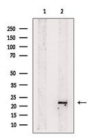 REEP1 Antibody in Western Blot (WB)