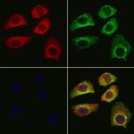 RSPO3 Antibody in Immunocytochemistry (ICC/IF)