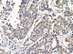 SCO2 Antibody in Immunohistochemistry (Paraffin) (IHC (P))