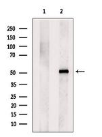 SGMS1 Antibody in Western Blot (WB)