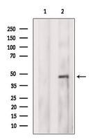 SAB Antibody in Western Blot (WB)