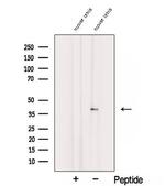 SPATA22 Antibody in Western Blot (WB)