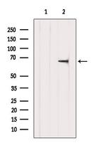 TDRKH Antibody in Western Blot (WB)