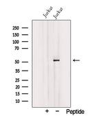 TRIM15 Antibody in Western Blot (WB)