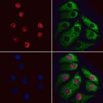 XAB2 Antibody in Immunocytochemistry (ICC/IF)