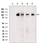 XAB2 Antibody in Western Blot (WB)