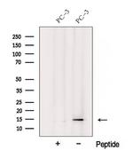 YPEL3 Antibody in Western Blot (WB)