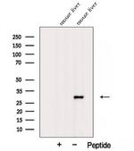 AFMID Antibody in Western Blot (WB)