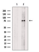 alpha Amylase 2B Antibody in Western Blot (WB)