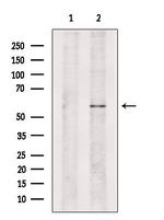 NAE1 Antibody in Western Blot (WB)