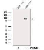 ARHGAP21 Antibody in Western Blot (WB)