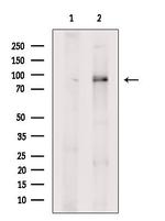 ARHGAP21 Antibody in Western Blot (WB)