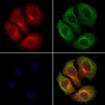 ARP2 Antibody in Immunocytochemistry (ICC/IF)