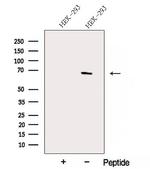 ACTR5 Antibody in Western Blot (WB)