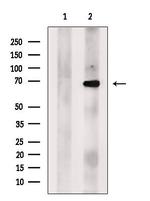 ACTR5 Antibody in Western Blot (WB)