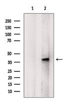 B3GNT3 Antibody in Western Blot (WB)