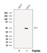 BZW2 Antibody in Western Blot (WB)