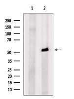 C13orf18 Antibody in Western Blot (WB)