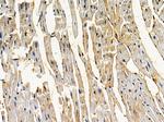 C14orf39 Antibody in Immunohistochemistry (Paraffin) (IHC (P))