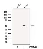 C14orf39 Antibody in Western Blot (WB)