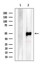 C14orf39 Antibody in Western Blot (WB)