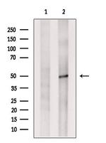 C14orf39 Antibody in Western Blot (WB)