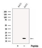 CHCHD10 Antibody in Western Blot (WB)