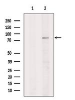 CHMP7 Antibody in Western Blot (WB)