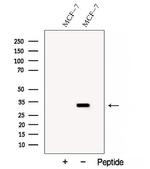 SARNP Antibody in Western Blot (WB)