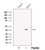 C1GALT1C1 Antibody in Western Blot (WB)