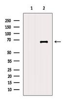 CRY2 Antibody in Western Blot (WB)