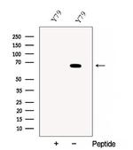 CRY2 Antibody in Western Blot (WB)