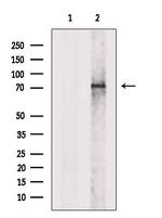 DDHD2 Antibody in Western Blot (WB)