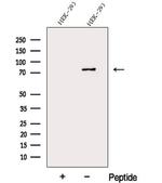 DDHD2 Antibody in Western Blot (WB)