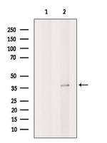 DDRGK1 Antibody in Western Blot (WB)