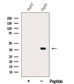 DDRGK1 Antibody in Western Blot (WB)