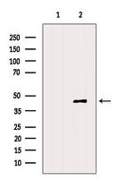 DNASE2B Antibody in Western Blot (WB)