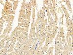 EHD3 Antibody in Immunohistochemistry (Paraffin) (IHC (P))