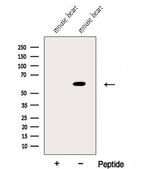 EHD3 Antibody in Western Blot (WB)