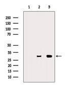 ENOPH1 Antibody in Western Blot (WB)