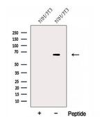 FAM134B Antibody in Western Blot (WB)